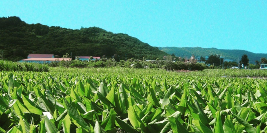 有限会社 沖縄長生薬草本社メイン画像4